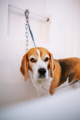 Bath Time For A Beagle