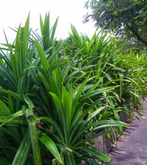 Pandan plant, has a distinctive aroma, suitable for adding to the taste of food 