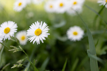 Obraz premium Beautiful daisies (Bellis perennis) blooming in a meadow in spring.