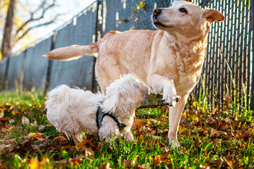 Old Labrador Retriever Playing With Young Maltese Puppy