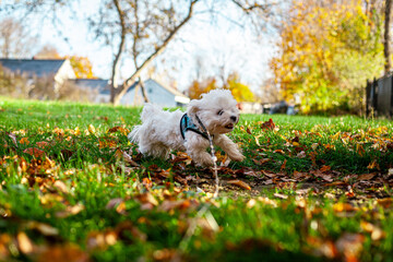 Old Labrador Retriever Playing With Young Maltese Puppy