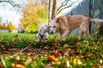 Old Labrador Retriever Playing With Young Maltese Puppy