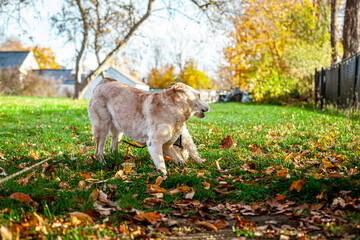 Old Labrador Retriever Playing With Young Maltese Puppy