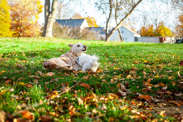 Old Labrador Retriever Playing With Young Maltese Puppy