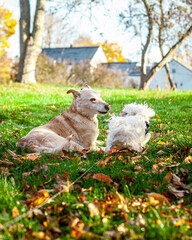 Old Labrador Retriever Playing With Young Maltese Puppy