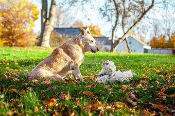 Old Labrador Retriever Playing With Young Maltese Puppy