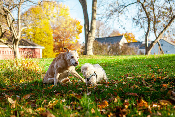 Old Labrador Retriever Playing With Young Maltese Puppy