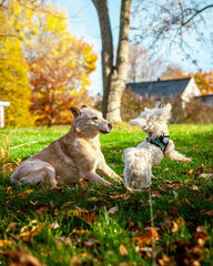 Old Labrador Retriever Playing With Young Maltese Puppy