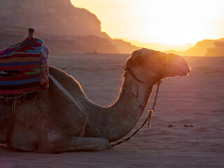 camel in the desert at sunrise