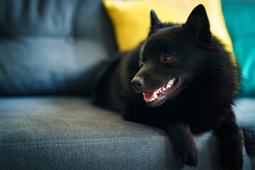 Portrait of Schipperke dog lying on the sofa.