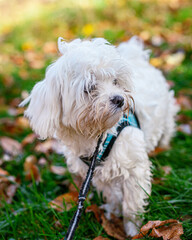 Cute Maltese Puppy Playing in Fall New England Backyard