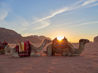 camels in the desert at sunrise