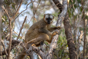 Rufous brown lemur in Kirindi park. Exotic safari on Madagascar. Lemurs in the forest. Brown lemurs in the troop.

