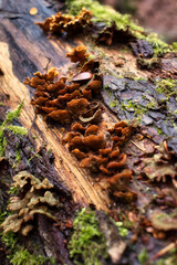 Brown mushrooms growing on a log with moss on a winter day in the Bingen Forest of Germany.