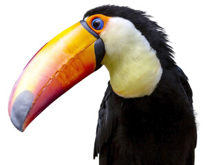 Illustration PNG avec un portrait numérique de fond transparent d& 39 un toucan