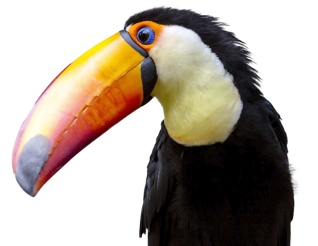 PNG illustration with a transparent background digital portrait of a toucan