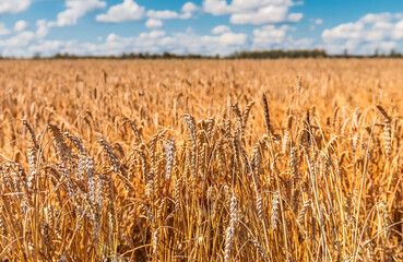 Golden field of ripe rye with summer clouds over, selective focus on stems of foreground 