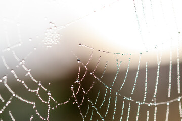 Spider web, plants and dew drops close-up. Natural pattern.