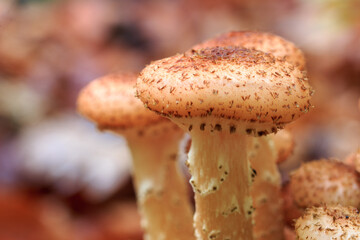 Close up of a mushrooms honey fungus