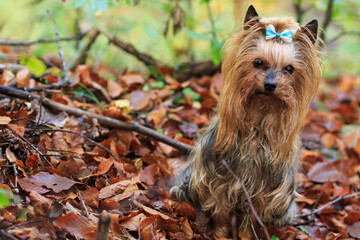 Yorkshire Terrier on a walk in the autumn forest