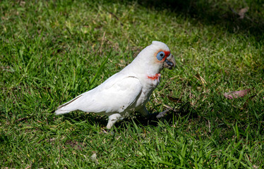 Long-billed Corella (Cacatua tenuirostris)
