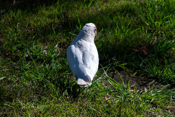 Long-billed Corella (Cacatua tenuirostris)