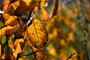 Kolorowe, jesienne liście na gałęzi drzewa.
