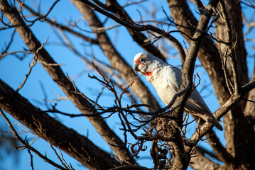 Long-billed Corella (Cacatua tenuirostris)
