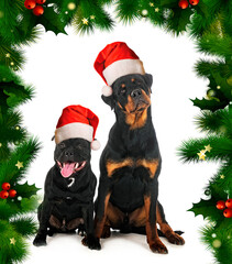 staffordshire bull terrier and rottweiler