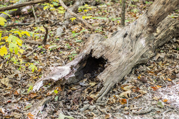 Hollow fallen tree trunk