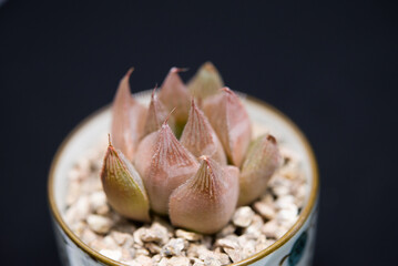 haworthia
