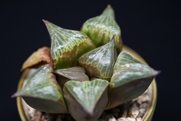 Fototapeta premium haworthia