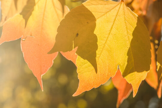 Herbstliche Blätter des wilden Wein Parthenocissus quinquefolia im Gegenlicht