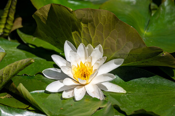 white water lily