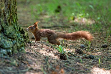 Tableau sur aluminium  squirrel in the forest  © vencedor