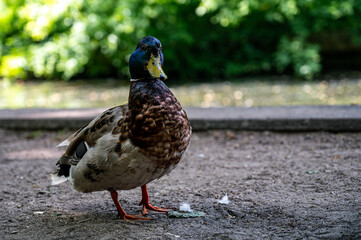 duck