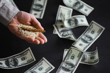The concept of the cost of grain. 100 dollar banknotes around a handful of ground grain. World...