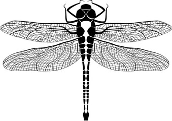 Black dragonfly insect