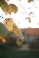 Laub hängt am Baum. Blätter im Spätsommer