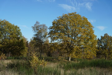 Fototapeta premium Herbst Wetter bei Sonnenschein und mit schönem blauen Himmel