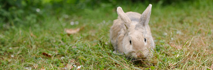 Cute decorative fluffy rabbit. Bunny on green grass background. Easter bunny. Home decorative rabbit outdoors. Cute little bunny. Symbol of Easter and chinese new year.Celebration, web banner