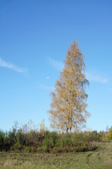 Einzelne Birke im Herbst bei blauem Himmel, Betula pendula