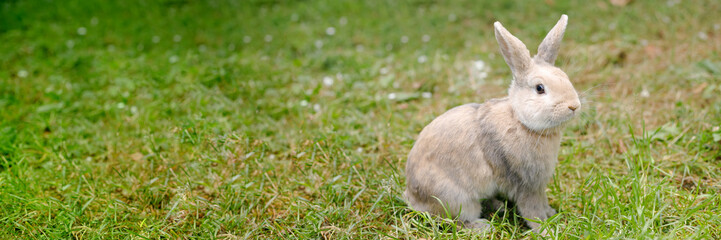 Cute decorative fluffy rabbit. Bunny on green grass background. Easter bunny. Home decorative rabbit outdoors. Cute little bunny. Symbol of Easter and chinese new year.Celebration, web banner