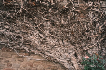 Wand mit alten knochigen Wurzeln