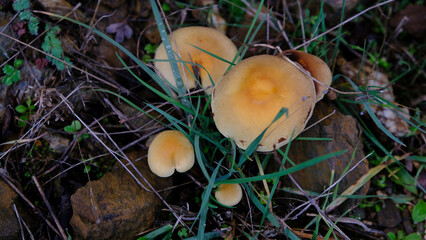 Setas silvestres naranjas desde arriba