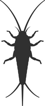 Silverfish black silhouette icon