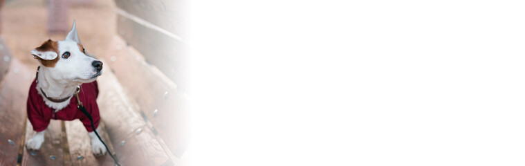 Banner Adorable Jack Russell Terrier outdoors. Portrait of little dog copy space