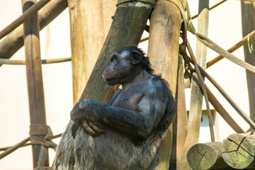 Close up portrait of an elderly chimpanzee deep in thought