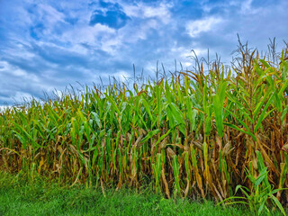 Fototapeta premium Agricultural field of maize, dry corn in autumn before harvest, dramatic stormy sky. Selective focus