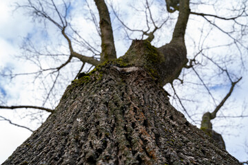 Bottom up view of an oak tree with no leaves in autumn
